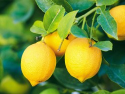 Vitamín C